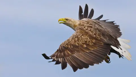 Getty Images White tailed sea eagle