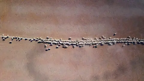 Reuters Sheep eat grain dropped in a drought-affected paddock on a property located on the outskirts of Tamworth