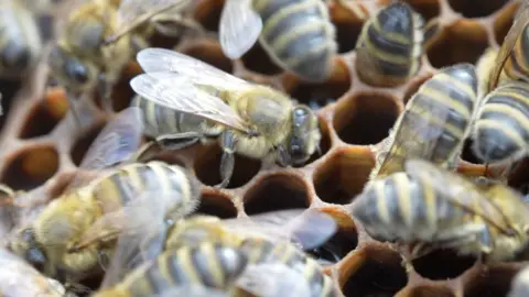 Jamie Niblock/BBC Bees on honeycomb