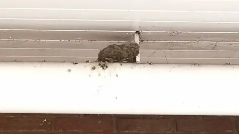 Kevin Murphy Bird nest at Tesco.