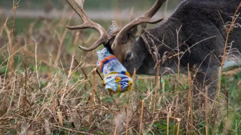 London Royal Parks Stag with head stuck in plastic bag