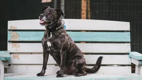 RSPCA A dog on a bench