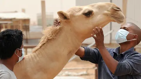 Getty Images Camels can harbour the novel coronavirus, Mers