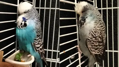 RSPCA Two budgies that were rescued from a park