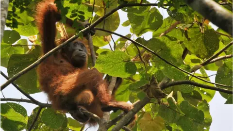 Getty Images Orangutan