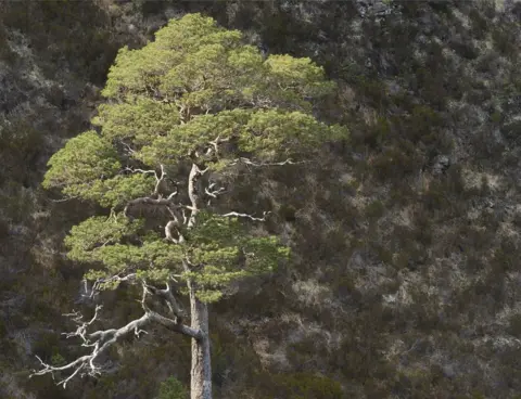 Lorne Gill/SNH Scots pines