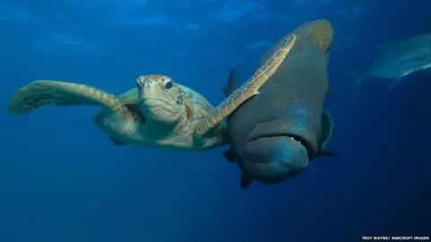 Troy Mayne/ Barcroft Images Turtle and fish
