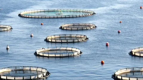 Getty Images fish farming generic