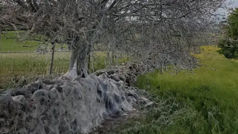 Rich Sutcliffe Caterpillar-infested tree