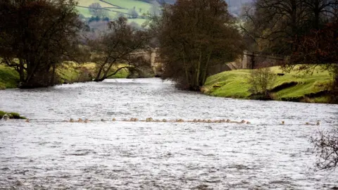 Jim Bell / SWNS.com River Derwent Chatsworth deer