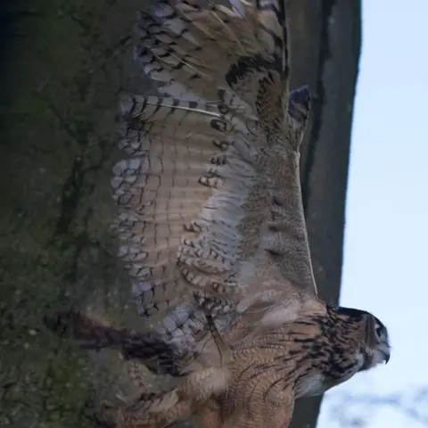 RSPCA Eagle owl