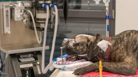 Getty Images Ventilators used in some vet practices are similar to those used in hospitals