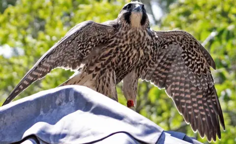 Sarah Purton TD the peregrine