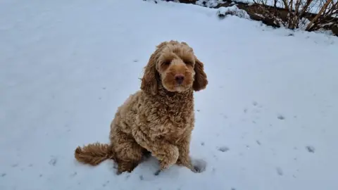 Amanda Grey Floki the dog enjoying the snow in Swansea