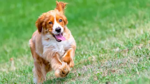 Getty Images Cocker Spaniel dog or pet in a city public park with green grass during the springtim