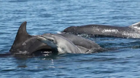 University of St Andrews Pod of bottlenose dolphins