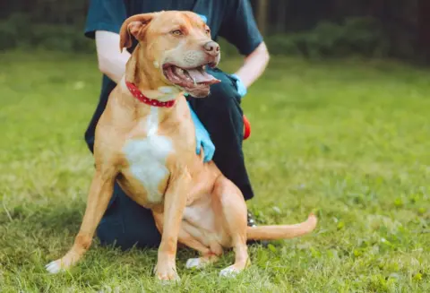 RSPCA Stanley the dog