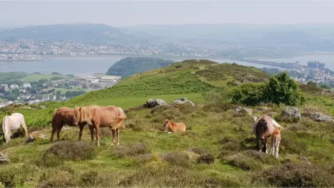 Phil Davies Ponies and foals on Conwy Mountain