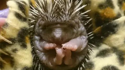 Leicestershire Wildlife Hospital A baby hedghog