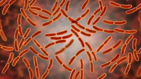 Getty Images Lactobacillus bacteria