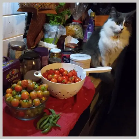 Caroline Thurston Caroline's tomato harvest