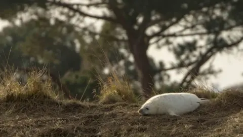 Buckler's Hard Yacht Harbour Seal pup