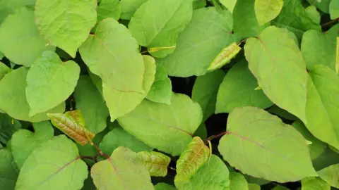 Getty Images Japanese Knotweed