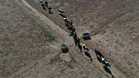 AFP Cattle in parched fields in Tinténiac, north-west France