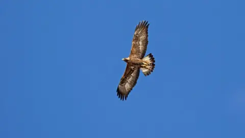 Getty Images Golden eagle