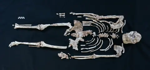 RJ Clarke Little Foot skeleton