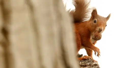 Reuters Red squirrel