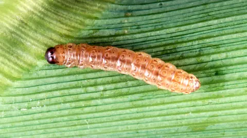 SPL European Corn Borer