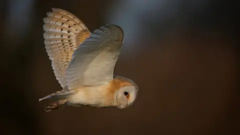 Manx Birdlife Barn Owl courtesy Manx BirdLife