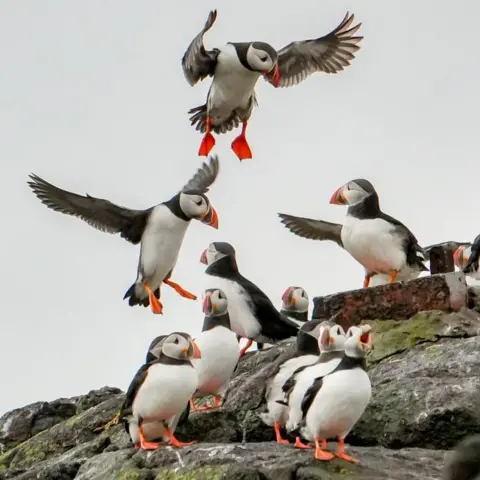 Frank Urban A group of puffins on a rock, two are in flight, one has a wing outstretched.