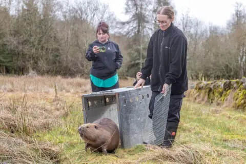 SSPCA Two women stand watching Fig emerge from a small metal crate in a grassy area at Argaty Red Kites Centre.