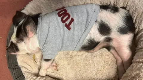 Bleakholt Percy the piglet, lying on a cream furry dog bed while wearing a grey hoodie.