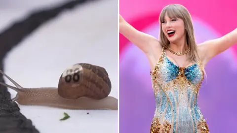A snail crossing a black line, with a number 88 on its shell. It is crossing some white cloth. It is next to an image of Taylor Swift, with long blonde hair, in a sequined leotard, with a necklace and her arms out stretched.