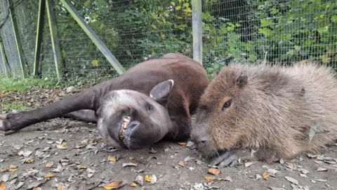 Newquay Zoo Al and Johnson are both lying on the dry earthen floor of their enclosure. Johnson is sitting on his paws and stomach with open eyes and looking alert and has two leaves stuck in his brown fur. Al is lying on his side stretched out and seemingly grinning, showing his missing teeth and his eyes are closed. 
