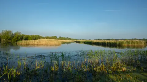 Ben Andrew View of Ham Wall in the day. The sky is blue and the sun is shining on to the water. In the background you can see reeds and trees.