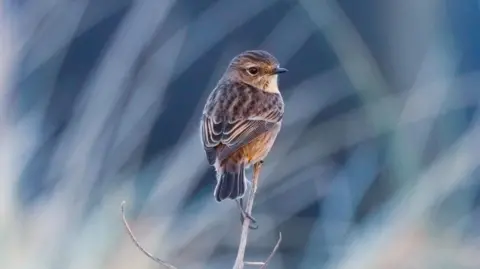 Kenneth Milligan Un primer plano de un pequeño pájaro marrón posado en una rama delgada, con un fondo suave y borroso de pastos.