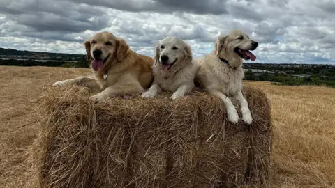 Weather Watchers/The Jiffreys Three golden retriever dogs laying on a hay bale in a field.