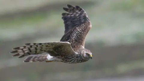 Tim Melling/National Trust/PA Wire An adult hen harrier in flight