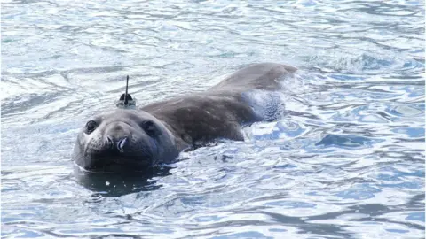 L.Boehme/St Andrews University Seal