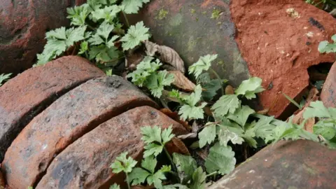 Red Zebra Photography Broken bricks