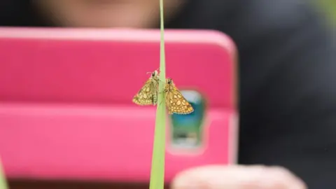 Butterfly Conservation chequered skipper