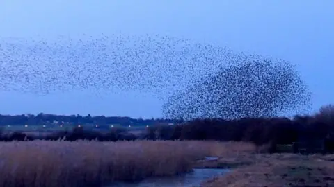 Murmuration