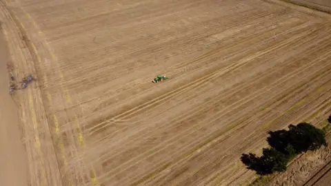 Anthony Saddington/BBC A crop field on Fennings Farm in Suffolk