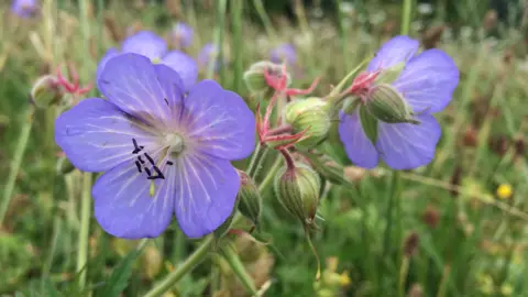 PlantLife Wild plant