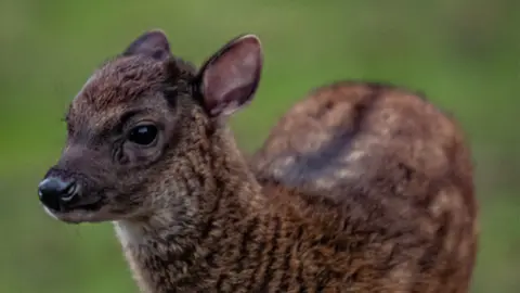 Chester Zoo: Endangered deer fawn seen for first time