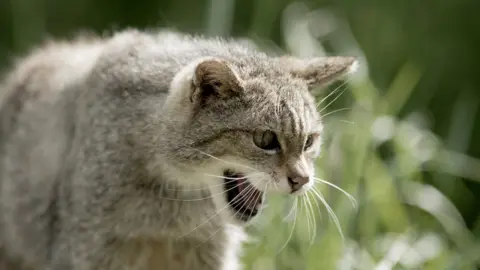 Lakeland Wildlife Oasis Scottish wildcat